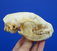 4-7/8 inches Bargain Priced Discolored North American Raccoon Skull for $26.99