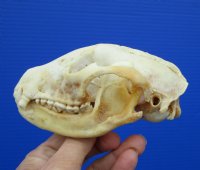 4-7/8 inches Bargain Priced Discolored North American Raccoon Skull for $26.99