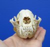4-3/4 inches Discount 4-3/4 inches North American Raccoon Skull for Sale (badly discolored) - Buy this one for <font color=red>$26.99</font> Plus $6.50 1st Class Mail