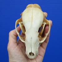 4-3/4 inches Discount North American Raccoon Skull (badly discolored) for $26.99