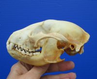4-3/4 inches Discount North American Raccoon Skull (badly discolored) for $26.99
