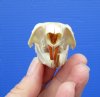2-1/2 inches Real North American Grey Squirrel Skull for Sale - Buy this one for <font color=red> $19.99</font> Plus $5.50 1st Class Mail