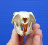 2-1/2 inches Authentic North American Grey Squirrel Skull for Sale - Buy this one for <font color=red> $19.99</font> Plus $5.50 1st Class Mail
