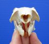 2-1/2 inches  North American Grey Squirrel Skull for Sale - Buy this one for <font color=red> $19.99</font> Plus $5.50 1st Class Mail