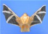 8 by 5 inches Authentic Preserved Painted Wooly Bat in Flying Position (Kerivoula Picta) - Buy this one for $59.99