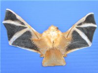 8 by 5 inches Authentic Preserved Painted Wooly Bat in Flying Position (Kerivoula Picta) - Buy this one for $59.99