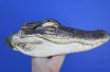 10 inches Preserved Florida Alligator Head with Mouth and Eyes Closed - Buy this one for $19.99