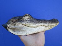 10 inches Real Preserved Florida Alligator Head for Sale (with mouth and eyes closed) - Buy this one for $19.99