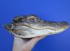 9-7/8 inches Authentic Preserved Florida Alligator Head for Sale With Mouth and Eyes Closed - Buy this one for $19.99