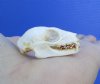 1-1/4 inches Real Lesser Short Nosed Fruit Bat Skull for Sale - Buy this one for <font color=red> $24.99</font> Plus $5.50 First Class Mail