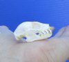 1-1/8 inches Genuine Lesser Short Nosed Fruit Bat Skull for Sale - Buy this one for <font color=red> $24.99</font> Plus $6.50 First Class Mail