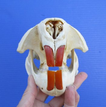 5-1/2 inches Discount American Beaver Skull for Sale (hole thru eye socket, crack on top) - Buy this one for $26.99