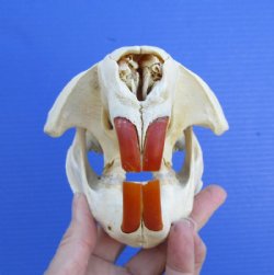 5-1/2 inches Discount American Beaver Skull for Sale (hole thru eye socket, crack on top) - Buy this one for $26.99