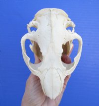 5-1/2 inches Discount American Beaver Skull for Sale (hole thru eye socket, crack on top) - Buy this one for $26.99