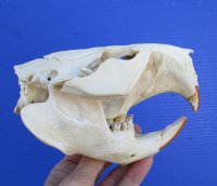 5-1/2 inches Discount American Beaver Skull for Sale (hole thru eye socket, crack on top) - Buy this one for $26.99