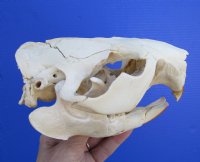 5-1/2 inches Discount American Beaver Skull for Sale (hole thru eye socket, crack on top) - Buy this one for $26.99