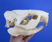 5-1/2 inches American Beaver Skull  <font color=red> Grade B</font>  for $26.99