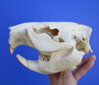 5-1/2 inches Discount American Beaver Skull for Sale (hole thru eye socket, crack on top) - Buy this one for $26.99