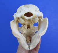 5-1/2 inches American Beaver Skull  <font color=red> Grade B</font>  for $26.99