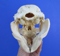 5-1/2 inches Discount American Beaver Skull for Sale (hole thru eye socket, crack on top) - Buy this one for $26.99