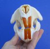 5-1/2 inches <font color=red> Grade A Quality</font> North American Beaver Skull for Sale, Beetle Cleaned - Buy this one for $43.99