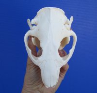 5-1/2 inches <font color=red> Grade A Quality</font> North American Beaver Skull for Sale, Beetle Cleaned - Buy this one for $43.99