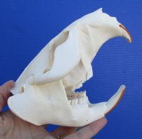 5-1/2 inches <font color=red> Grade A Quality</font> North American Beaver Skull for Sale, Beetle Cleaned - Buy this one for $43.99