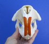 North American Beaver Skull <font color=red> Grade A Quality</font> 5-1/2 by 4 inches  - Buy this one for $43.99