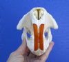 North American Beaver Skull <font color=red> Grade A Quality</font> 5-1/2 by 4 inches  - Buy this one for $43.99