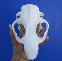 North American Beaver Skull <font color=red> Grade A Quality</font> 5-1/2 by 4 inches  - Buy this one for $43.99