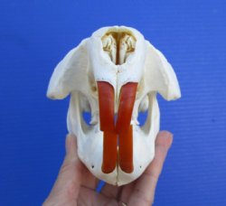 5-3/4 inches <font color=red>Grade A Quality</font> North American Beaver Skull for Sale, Beetle Cleaned - Buy this one for $43.99