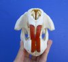 5-3/4 inches <font color=red>Grade A Quality</font> North American Beaver Skull for Sale, Beetle Cleaned - Buy this one for $43.99