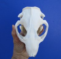 5-3/4 inches <font color=red>Grade A Quality</font> North American Beaver Skull for Sale, Beetle Cleaned - Buy this one for $43.99