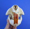 5-1/8 inches Authentic American Beaver Skull for Sale - Buy this one for $34.99
