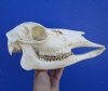 10-1/2 inches Authentic Whitetail Doe Deer Skull for Sale - Buy this one for $54.99