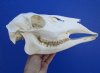 10-7/8 inches Genuine Whitetail Doe Deer Skull for Sale - Buy this one for $54.99