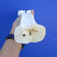 16-1/4 inches Real Camel Leg Bone for Sale for Bone Art and Crafts - Buy this one for $29.99
