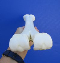16-1/4 inches Real Camel Leg Bone for Sale for Bone Art and Crafts - Buy this one for $29.99