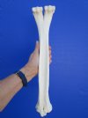 17 inches One Hump Camel Leg Bone for Sale for Bone Crafts - Buy this one for $29.99