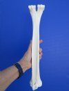 16-1/2 inches long Genuine Camel Leg Bone for Sale for Bone Art and Crafts - Buy this one for $29.99