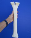 15-1/2 inches long Camel Leg Bone for Bone Art and Crafts - Buy this one for $29.99