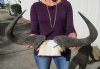 23-1/2 inches wide African Blue Wildebeest Skull Plate for Sale - Buy this one for $59.99