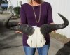 21-1/2 inches wide Large African Blue Wildebeest Skull Plate for Sale - Buy this one for $59.99
