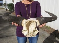 21-1/2 inches wide Large African Blue Wildebeest Skull Plate for Sale - Buy this one <font color=red> SALE $49.99</FONT>