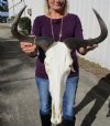 21-1/2 inches wide <font color=red> Good Quality</font> African Blue Wildebeest Skull for Sale - Buy this one for $109.99
