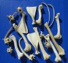 3.85 pounds of Real Assorted Whitetail Deer Bones, Vertebrae, Rib, Leg Bones for Sale - Buy the ones pictured for $38.50