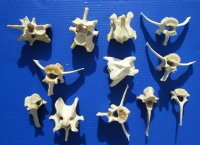 12 Real Whitetail Deer Vertebrae Bones for Sale - Buy these 12 for $1.90 each