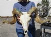 <font color=red> Good Quality</font> Extra Large Sheep Skull for Sale with 29 inches Horns (one horn will not come off; patch of green paint on horns) - Buy this one for $179.99