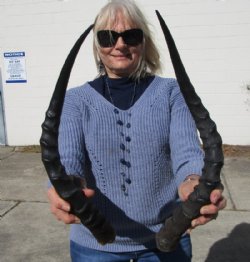 2 Real African Impala Horns for Sale 18 and 20-1/2 inches (1 right, 1 left) - Buy these 2 or $20.00 each