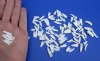 100 Tiny Florida Alligator Teeth Under 3/4 inch for .20 each Plus $5.00 Postage